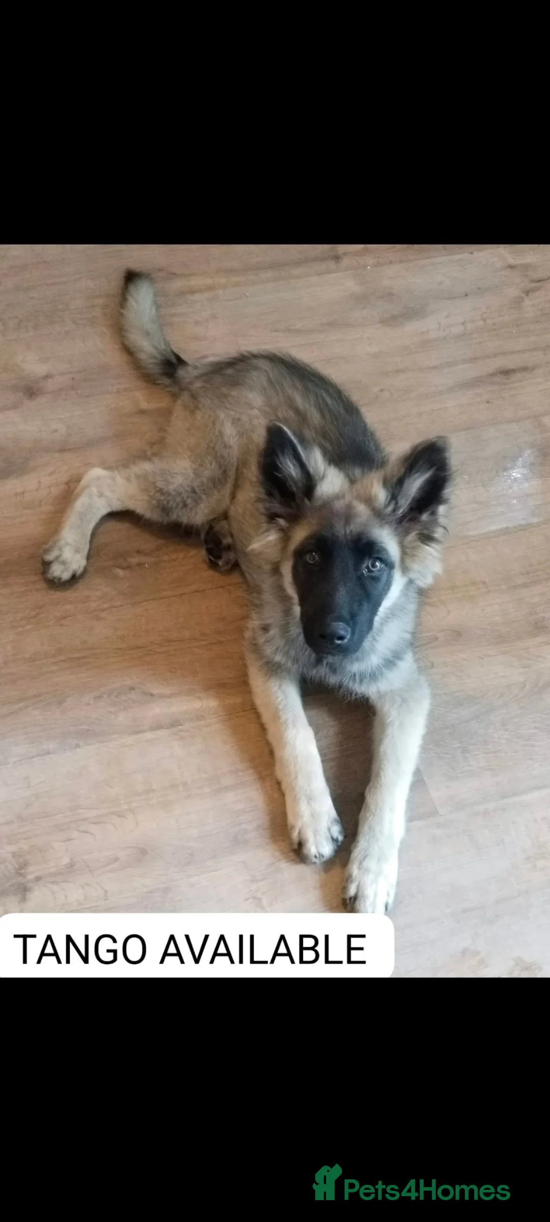 German Shepherd dogs for sale: German Shepherd puppy - Advert 1