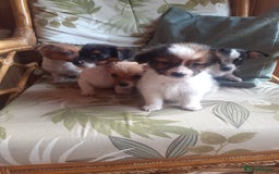 Jack Russell dogs for sale: Jack Russell  - Image 7