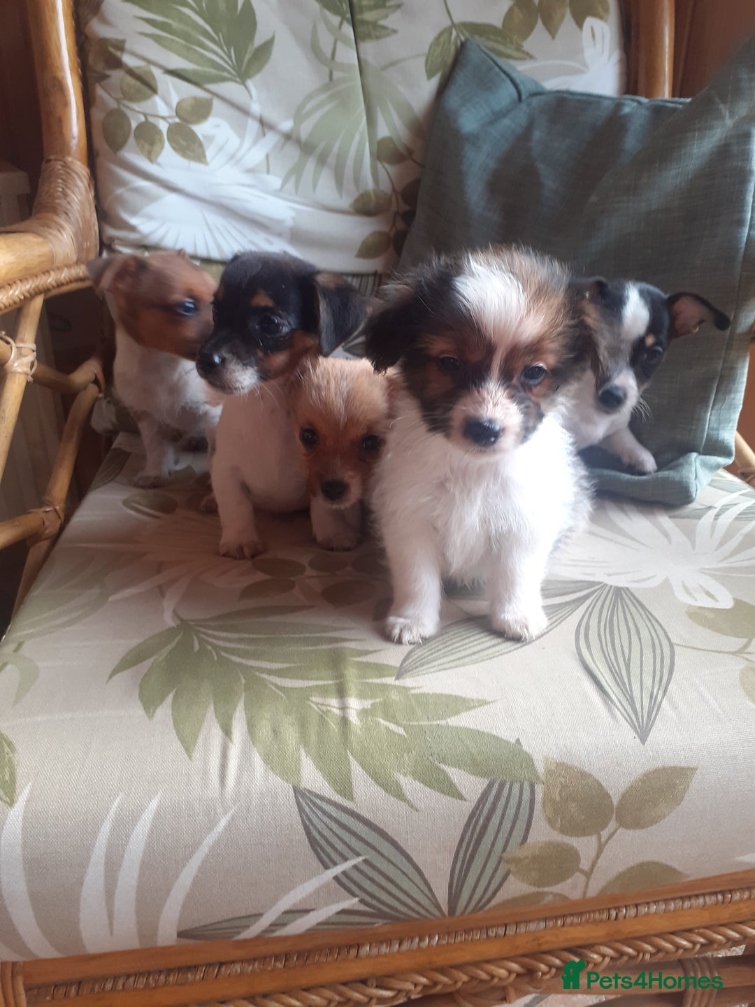 Jack Russell dogs for sale: Jack Russell  - Image 7