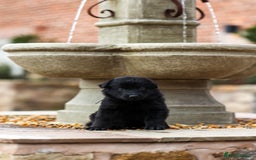 German Shepherd dogs for sale: Pedigree German Shepherd pups for sale - Image 8