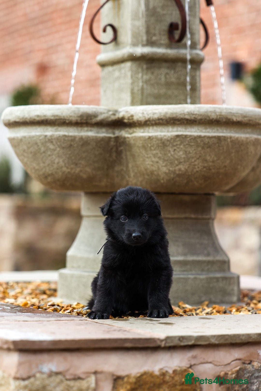 German Shepherd dogs for sale: Pedigree German Shepherd pups for sale - Image 8