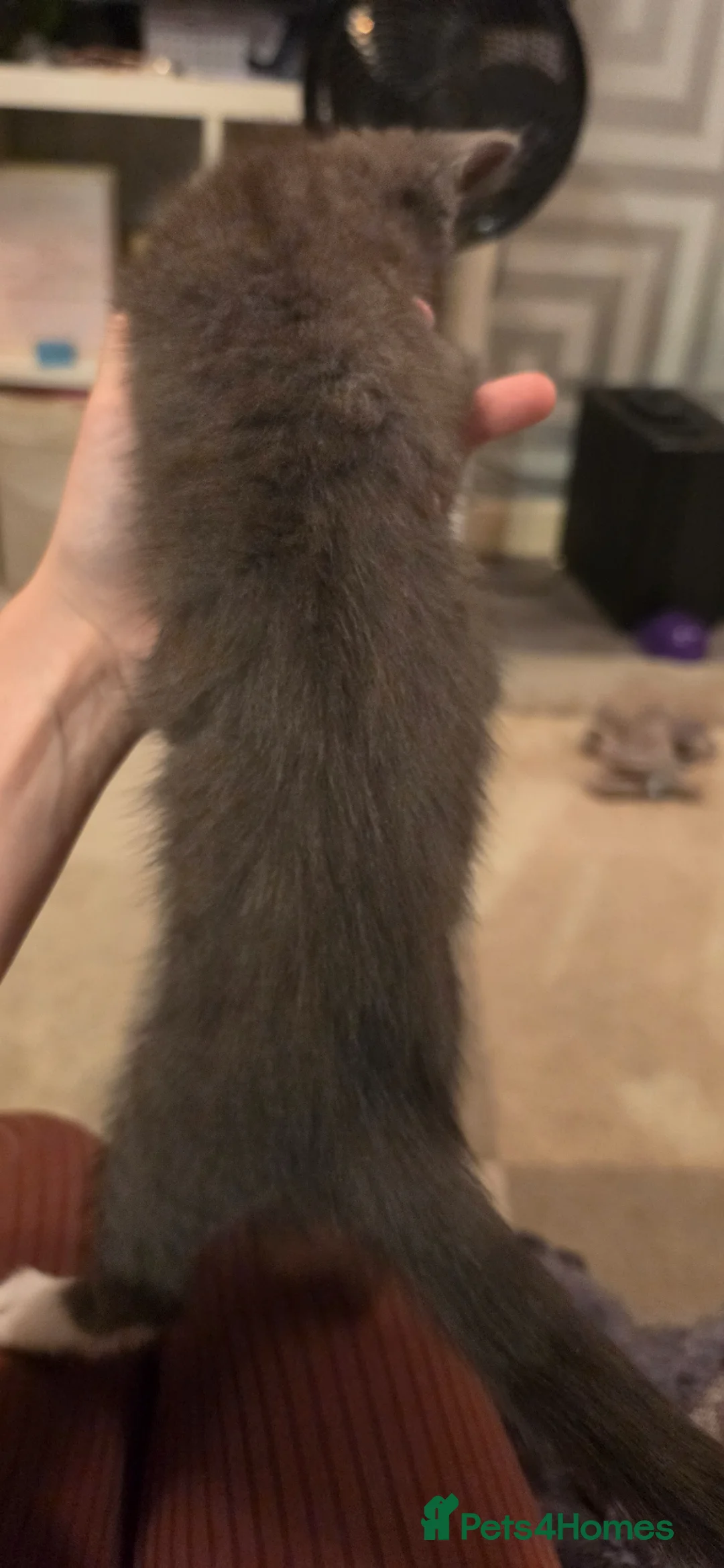Mixed Breed cats for sale: Beautiful kitten - Advert 2