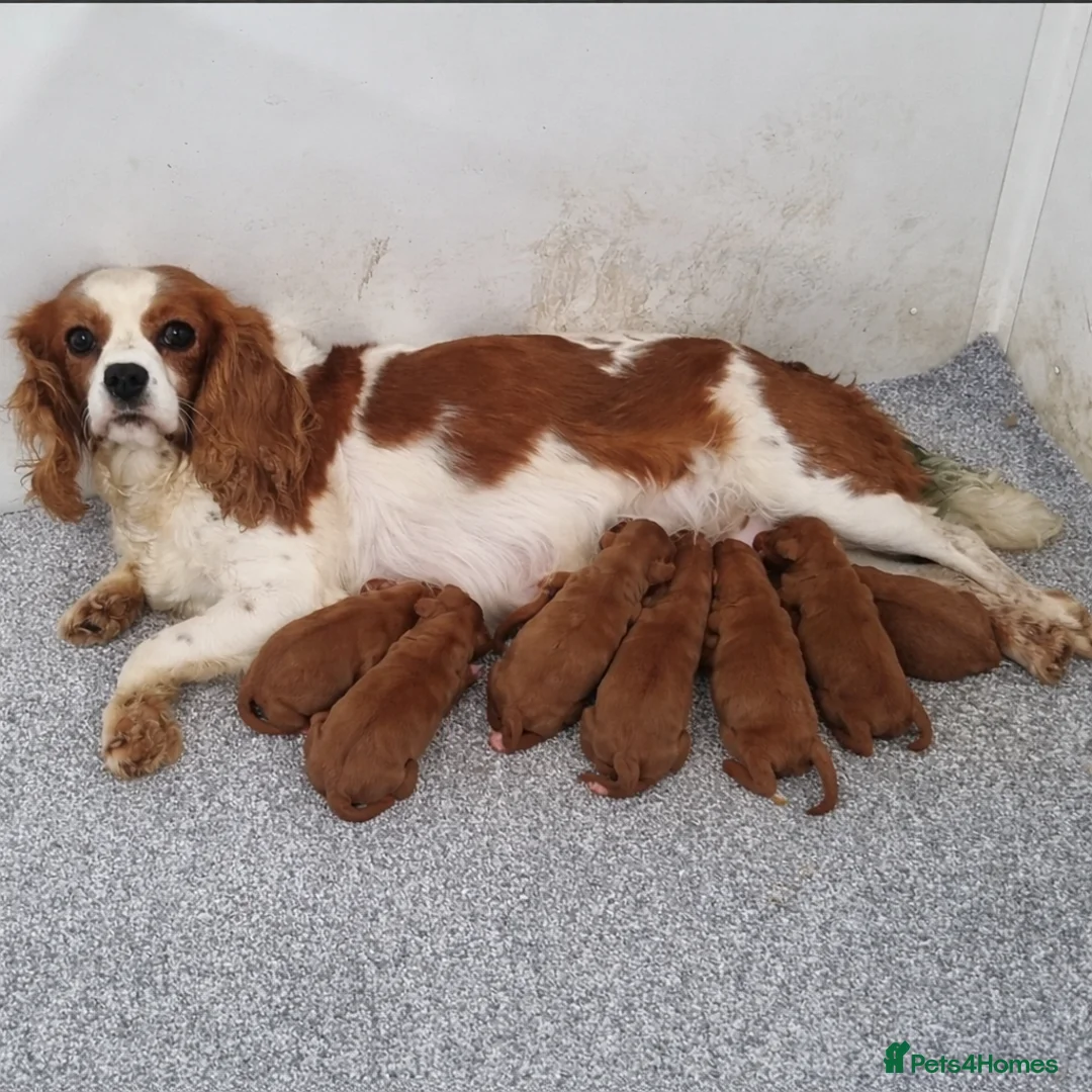 Cavapoo dogs for sale: Beautiful f1 cavapoos in Sandy - Advert 4