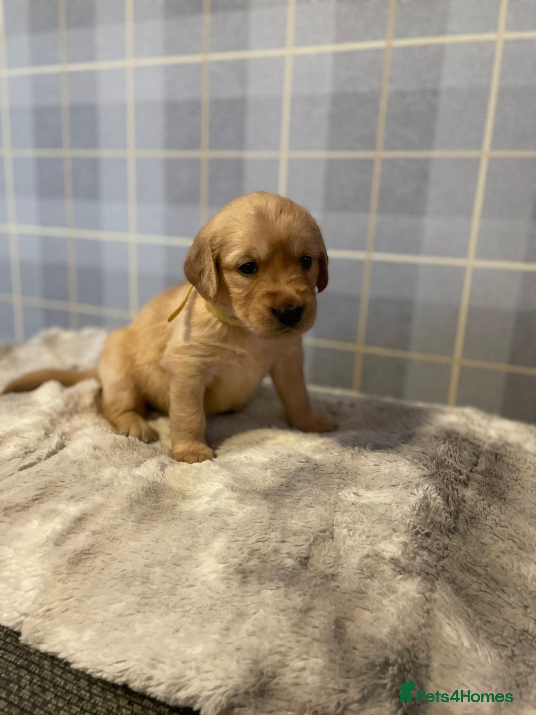 Golden Retriever dogs for sale: Golden retriever pups looking for forever homes  - Image 5