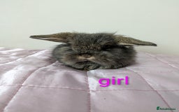 Mini Lop rabbits for sale: Gorgeous Fluffy Purebred Mini Lop bunnies - Image 4
