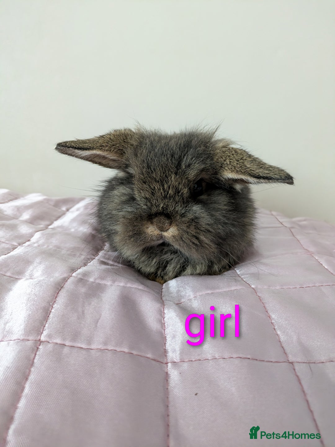 Mini Lop rabbits for sale: Gorgeous Fluffy Purebred Mini Lop bunnies - Image 4