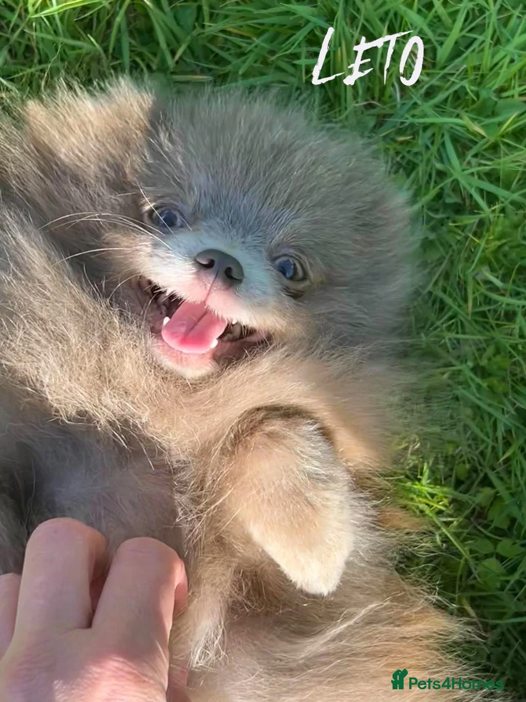 Pomeranian dogs for stud: Solid Lilac Tiny 1.8kg Stud Dog DNA health tested in Rotherham - Advert 5