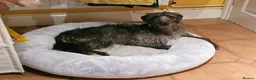 Mixed Breed dogs for sale: Bedlington Whippet puppies  - Advert 11