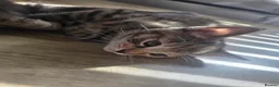 Mixed Breed cats for sale: 3 beautiful babies looking for forever homes - Advert 27