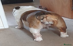 English Bulldog dogs for sale: British bulldog- English bulldog ( wouldn't list) - Advert 4