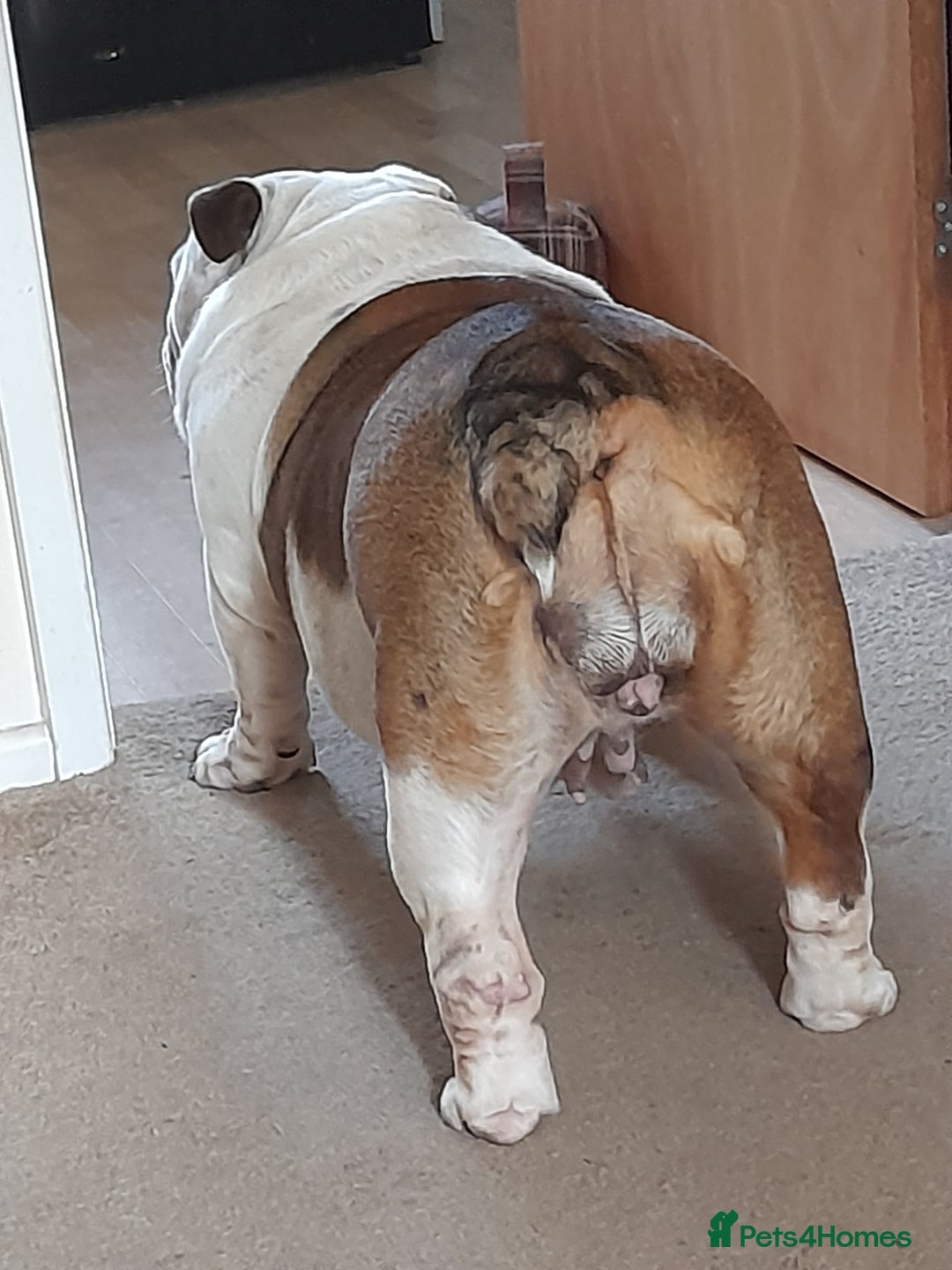 English Bulldog dogs for sale: British bulldog- English bulldog ( wouldn't list) - Advert 4