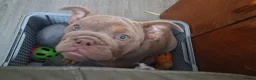 English Bulldog dogs for sale: Terrific Truffle  - Advert 1