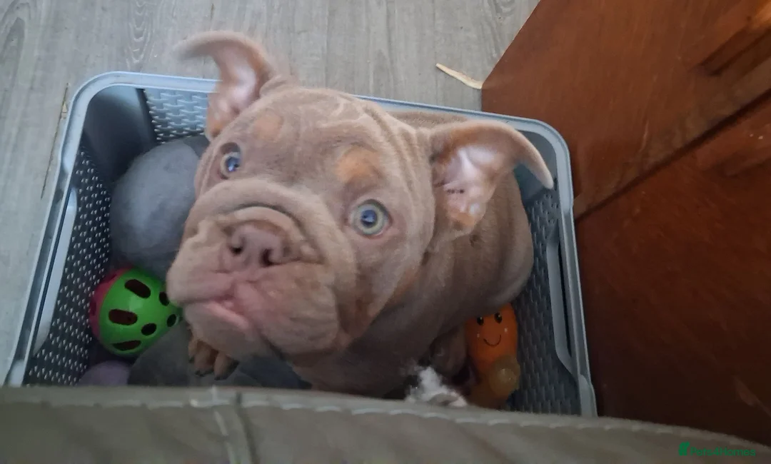 English Bulldog dogs for sale: Terrific Truffle  - Advert 1