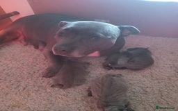Staffordshire Bull Terrier dogs for sale: Blue staffordshire bull terrier pup - Advert 8