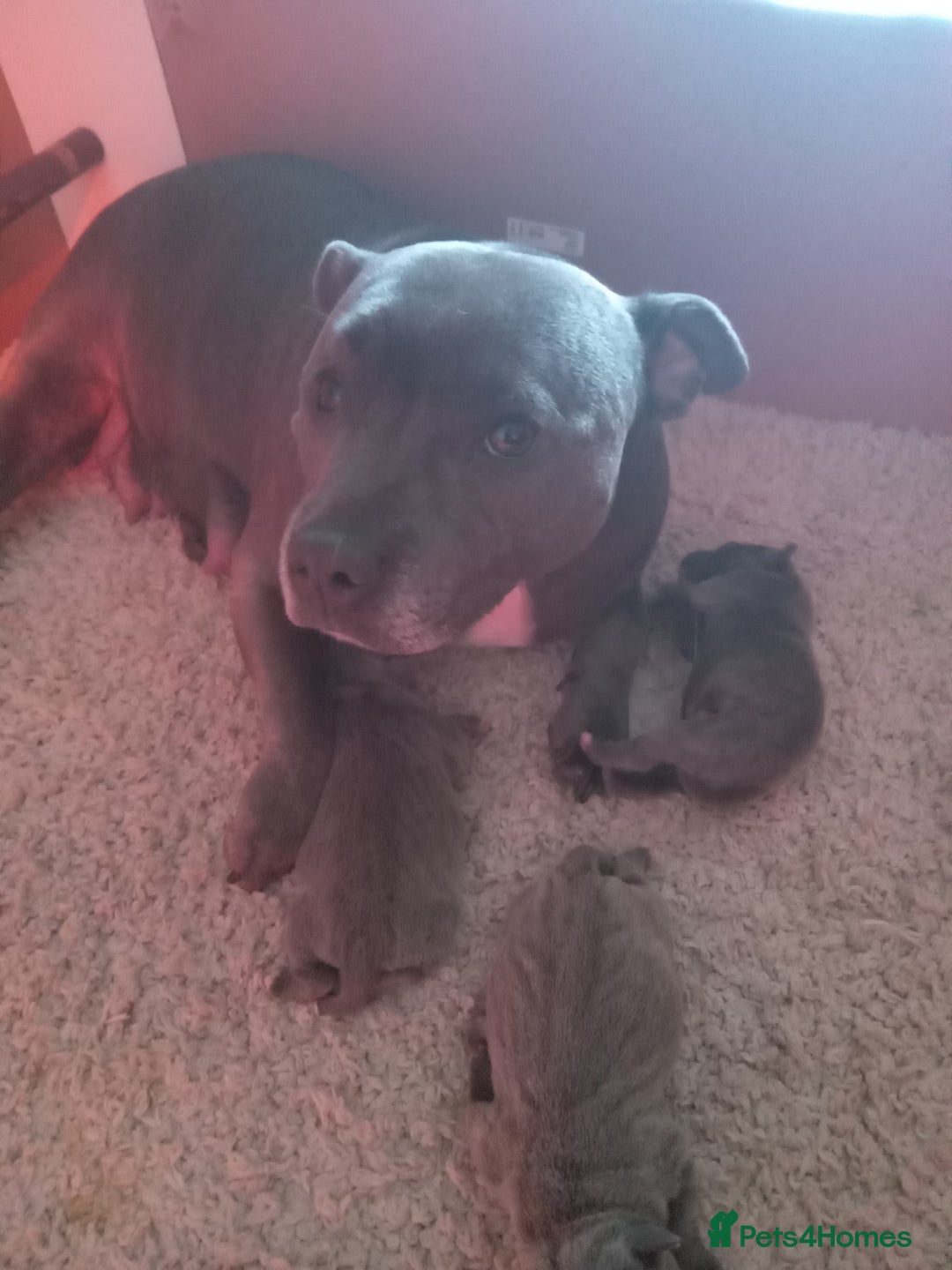 Staffordshire Bull Terrier dogs for sale: Blue staffordshire bull terrier pup - Advert 8