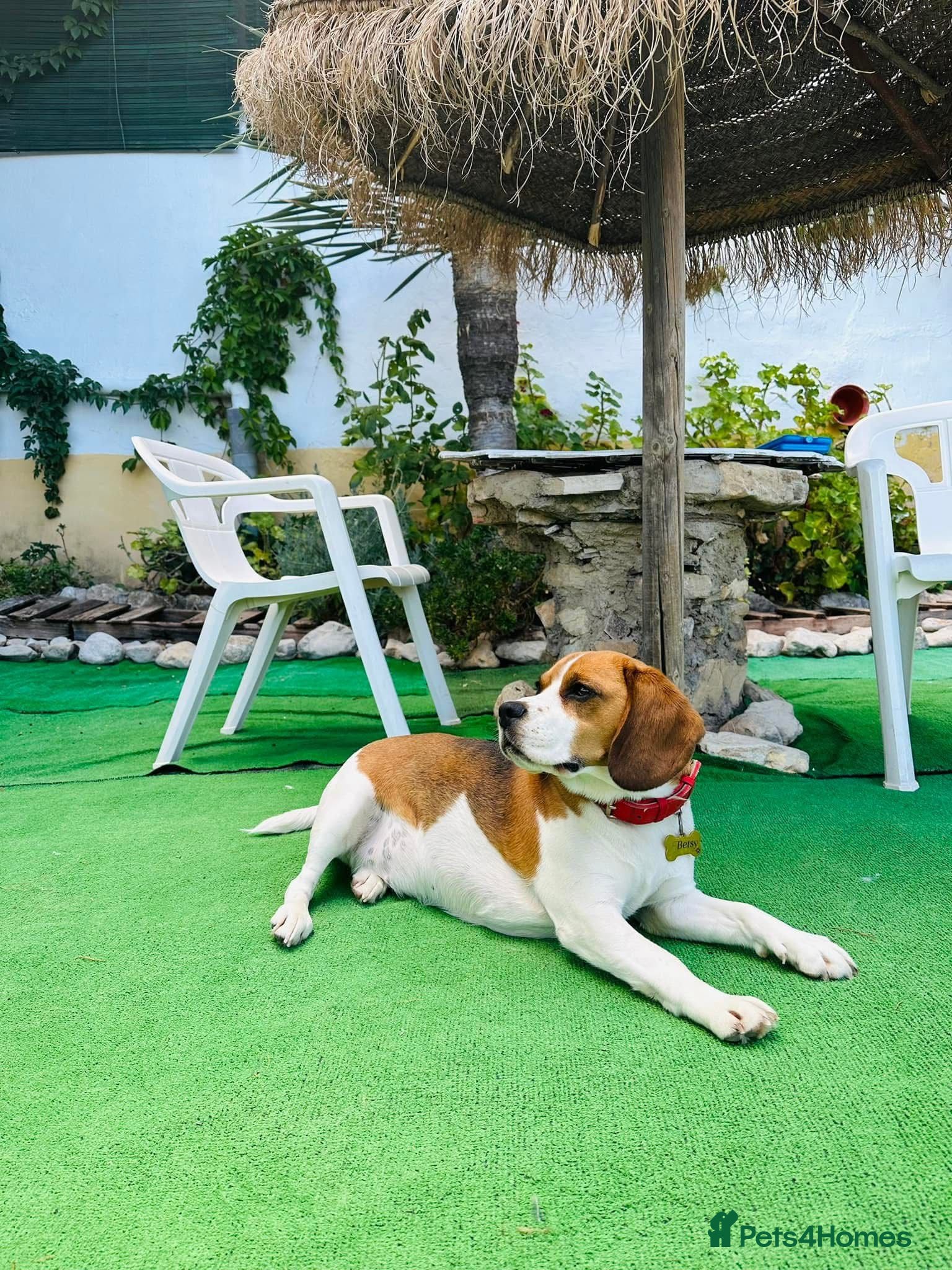 Beagle dogs Beagle puppies  - Advert 1