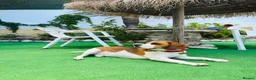 Beagle dogs for sale: Beagle puppies  - Advert 1