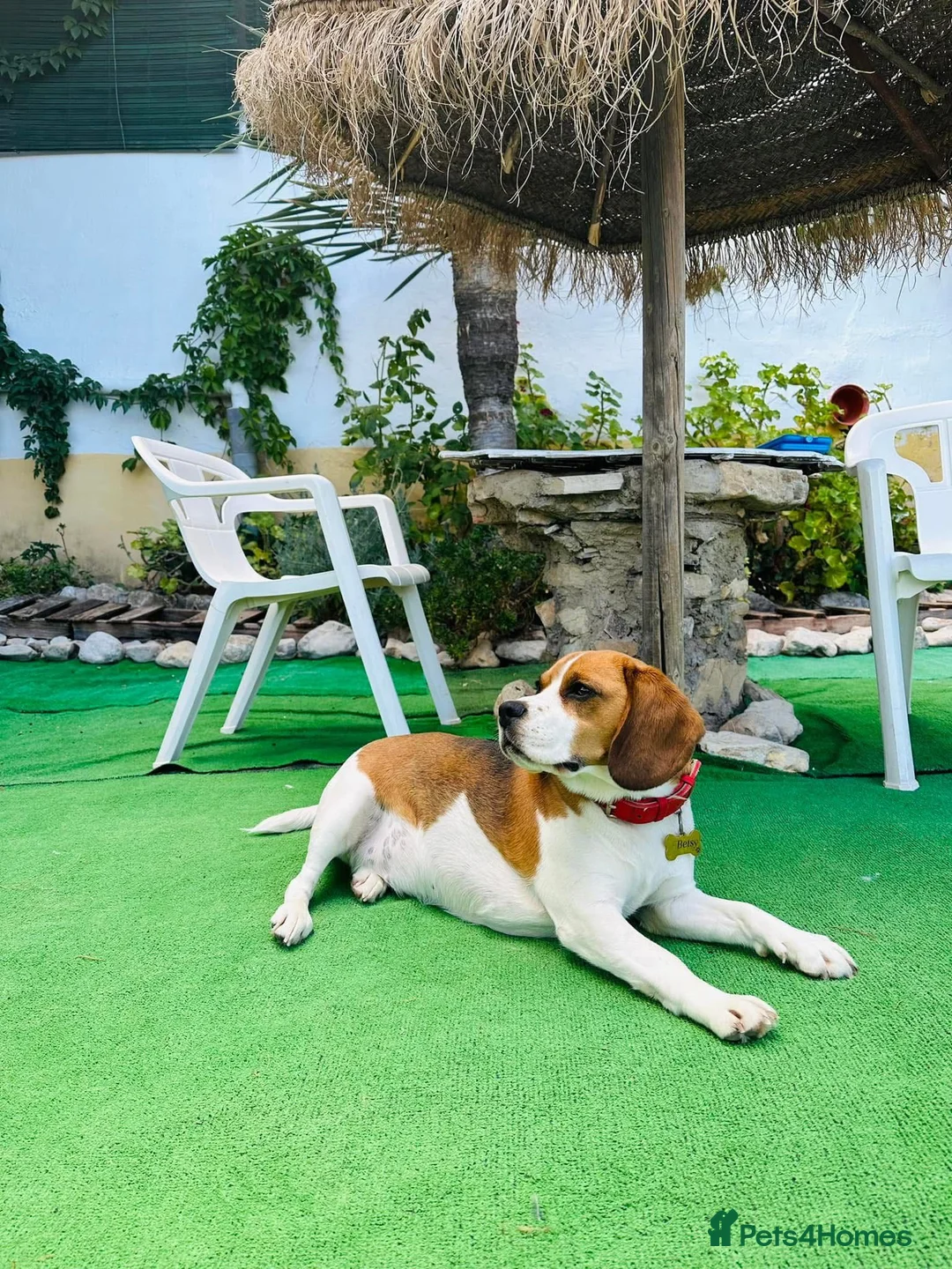 Beagle dogs for sale: Beagle puppies  - Advert 1