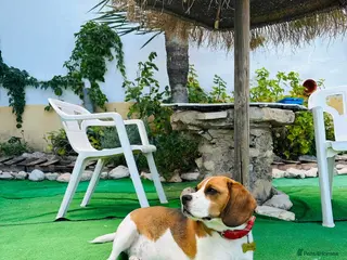 Beagle dogs Beagle puppies - Advert 3