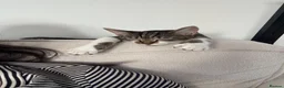 Domestic Shorthair cats for sale: 6 month old kitten looking for her forever home - Advert 5
