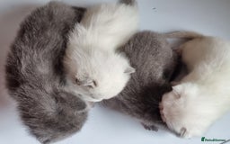 Scottish Fold cats for sale: Very Friendly Kittens, Pedigree Scottish Fold  - Image 23