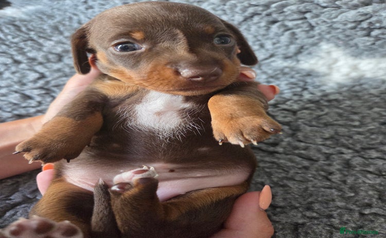 Miniature Dachshund dogs - Advert 1