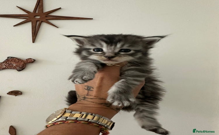 Maine Coon cats - Advert 10