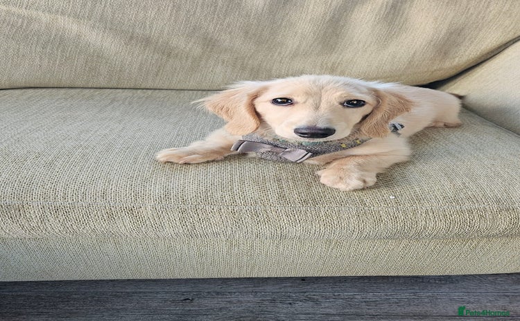 Dachshund dogs - Advert 8
