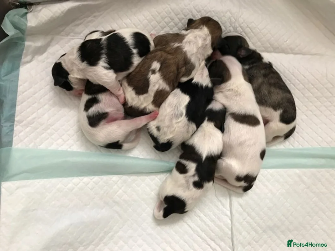 Shih Tzu dogs for stud: KC HARROPINE LUSTY DUSTY FOR STUD ONLY in Bridgend - Advert 24