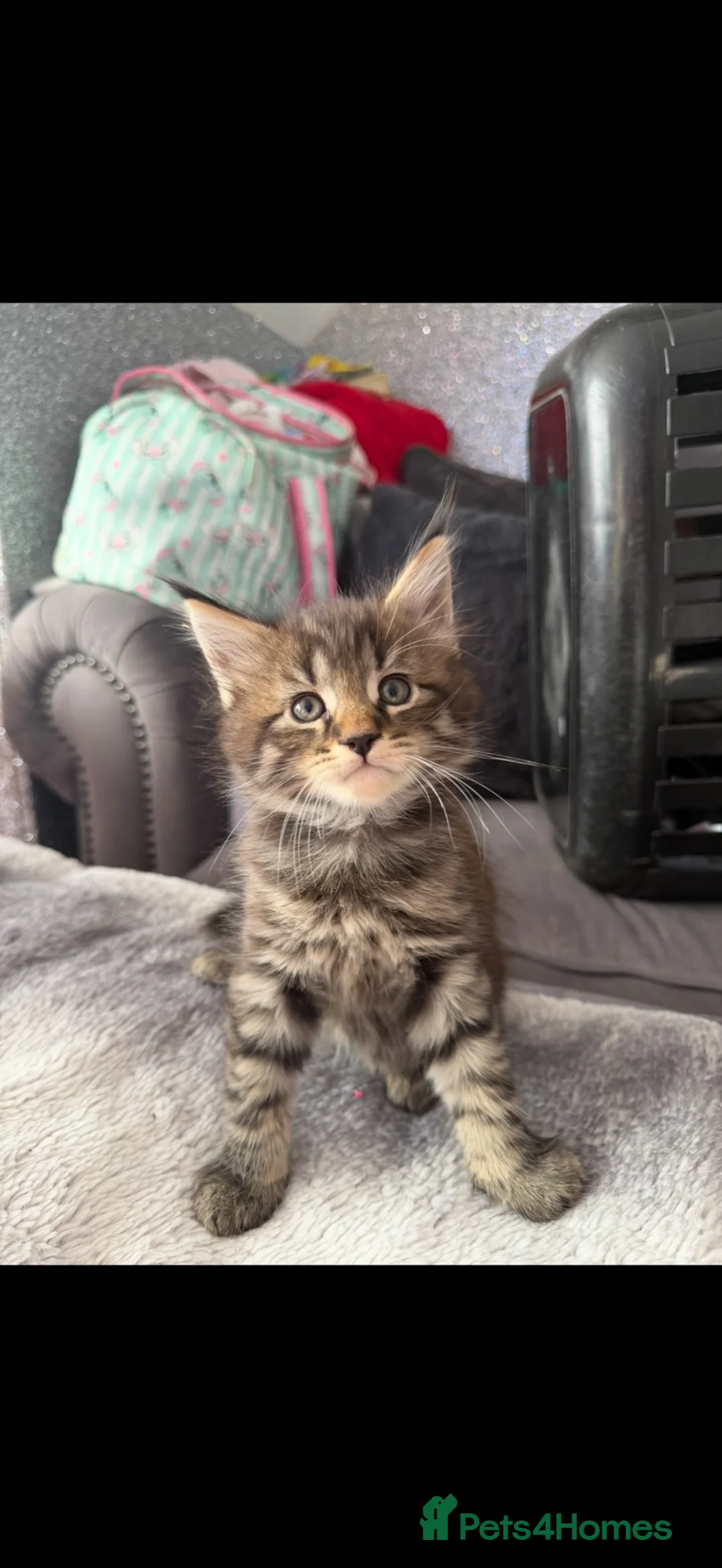 Mixed Breed cats for sale: Stunning kittens  - Advert 6