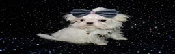 Maltese dogs for sale: ****Exquisite KC Registered Maltese Boy Puppy****  - Advert 21