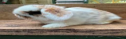 Mini Lop rabbits for sale: MINI LOP BUNNIES - PEDIGREE  in Ilminster - Advert 8