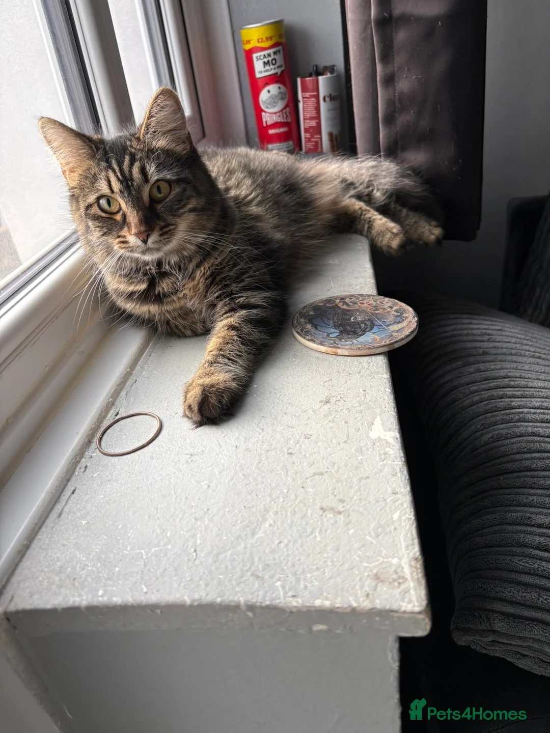 Norwegian Forest Cat cats for sale: Norwegian Forrest cat female 6 months old  - Advert 1