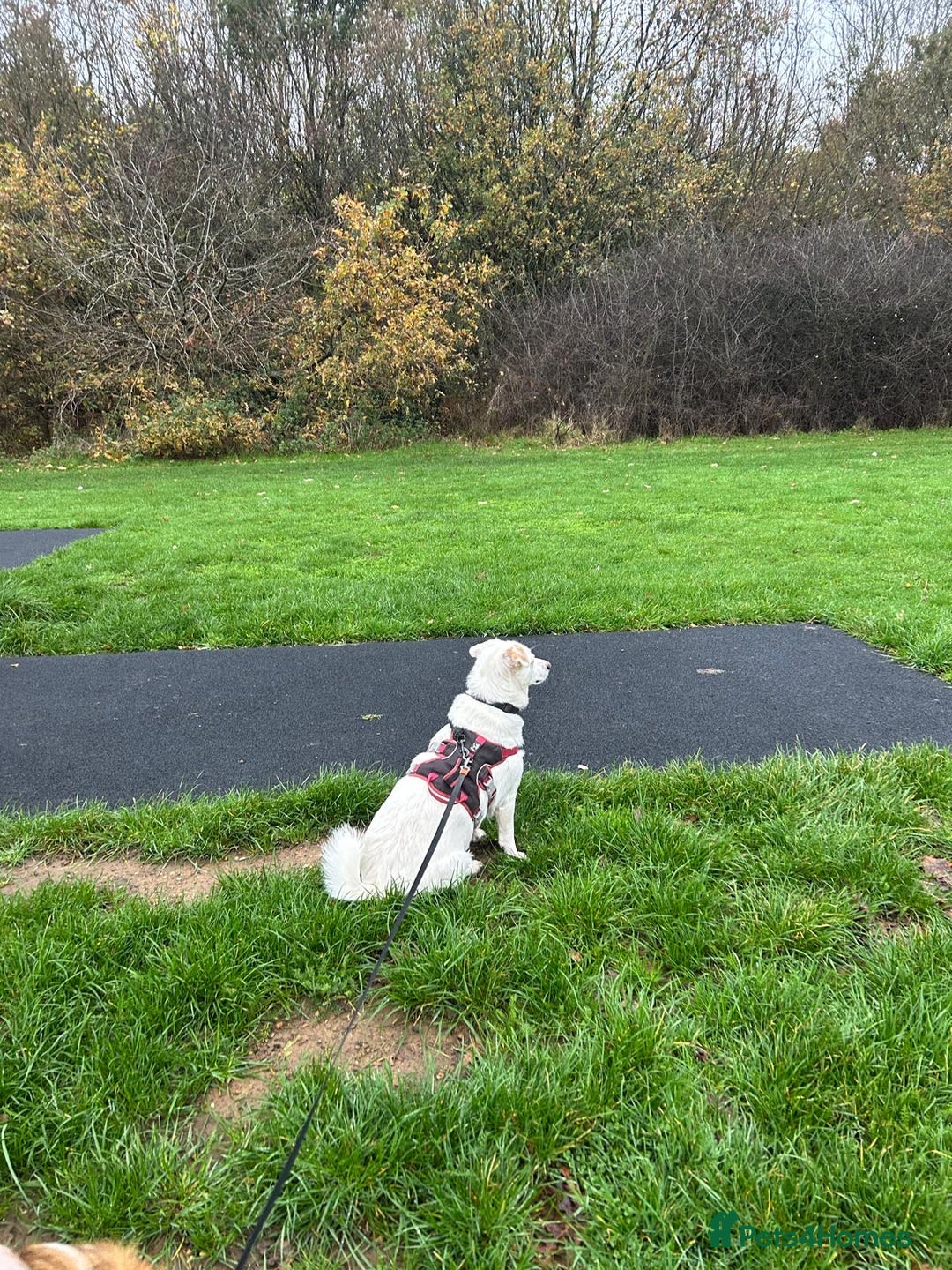 Mixed Breed dogs for adoption: Chance  - Advert 4