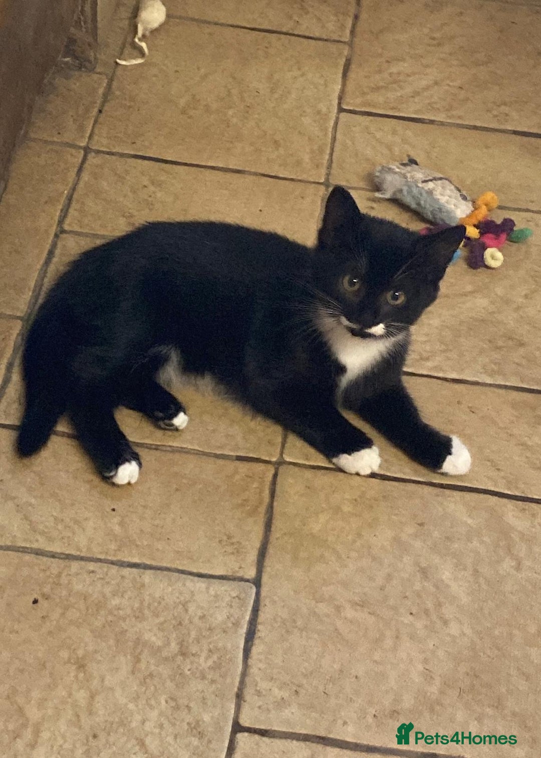 Mixed Breed cats for sale: Beautiful male kitten - Image 4