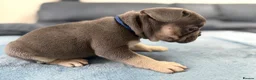 French Bulldog dogs for sale: Beautiful frenchie puppies  - Advert 25