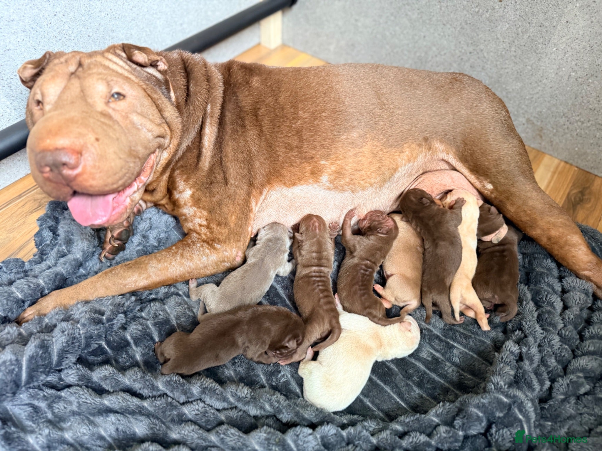 Shar Pei dogs Sharpei Puppies for sale  - Advert 1