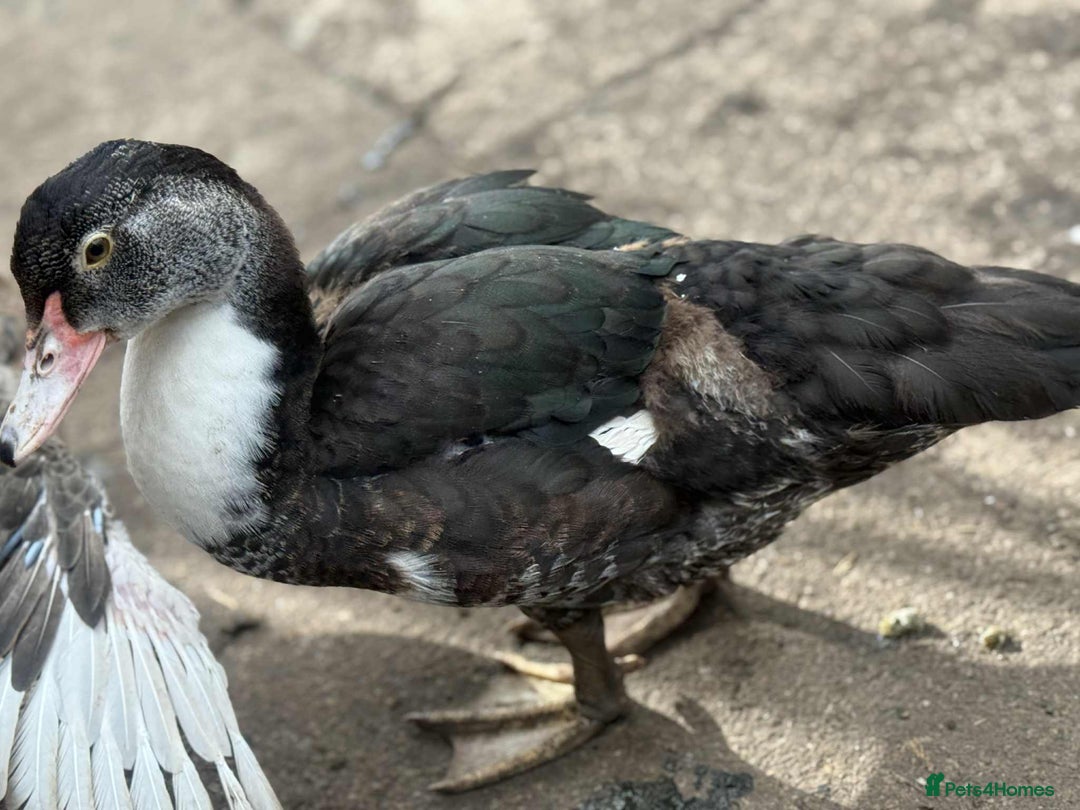 Ducks poultry for sale: Muscovy ducks  - Image 7