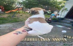 Lurcher dogs for sale: Eight gorgeous mix breed pups - Image 14