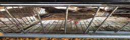 Quail poultry for sale: Quails and quails eggs &jambo males - Advert 4