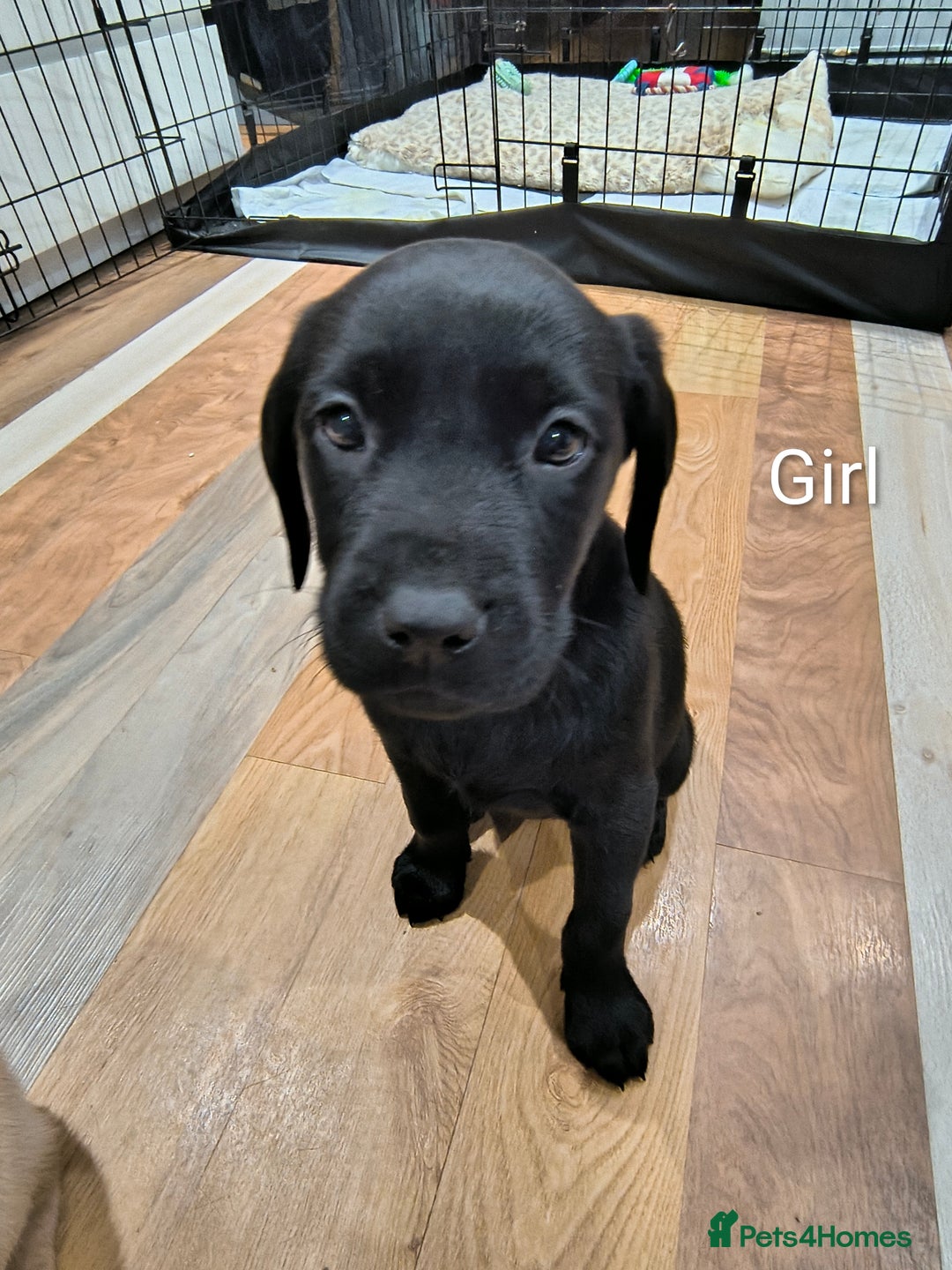 Labrador Retriever dogs for sale: Labrador  - Advert 7