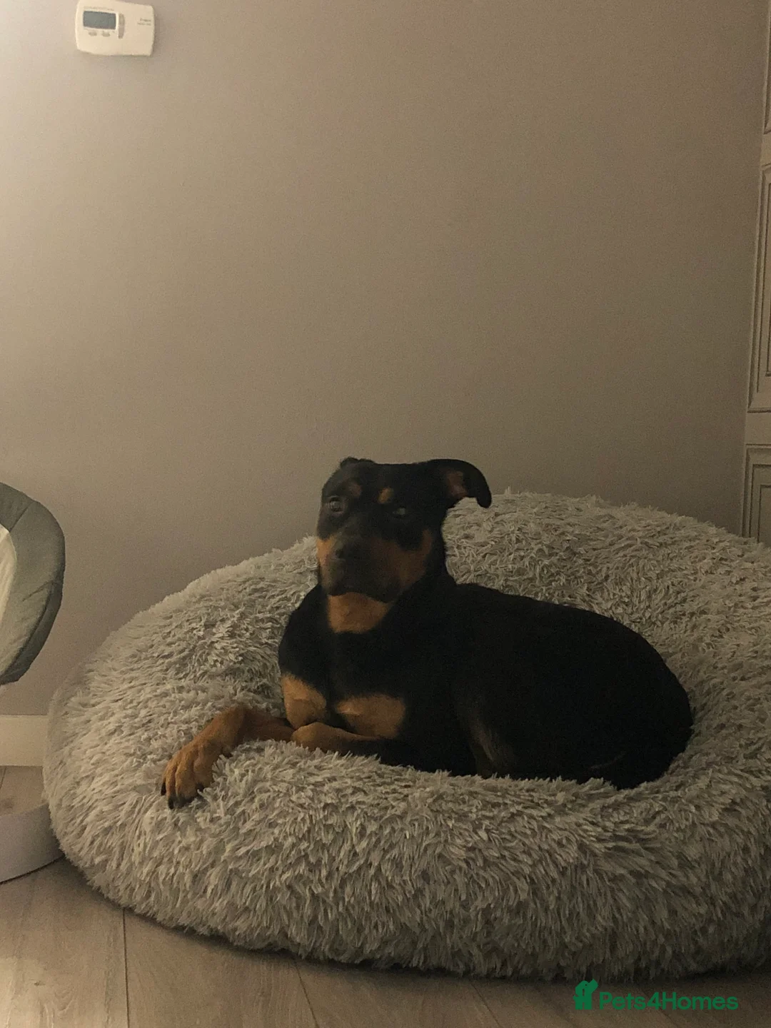 Mixed Breed dogs for sale: 2 year old male German shepherd cross Rottweiler  - Advert 8