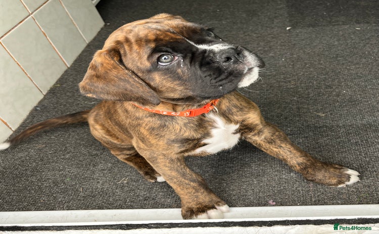 Boxer dogs - Advert 2