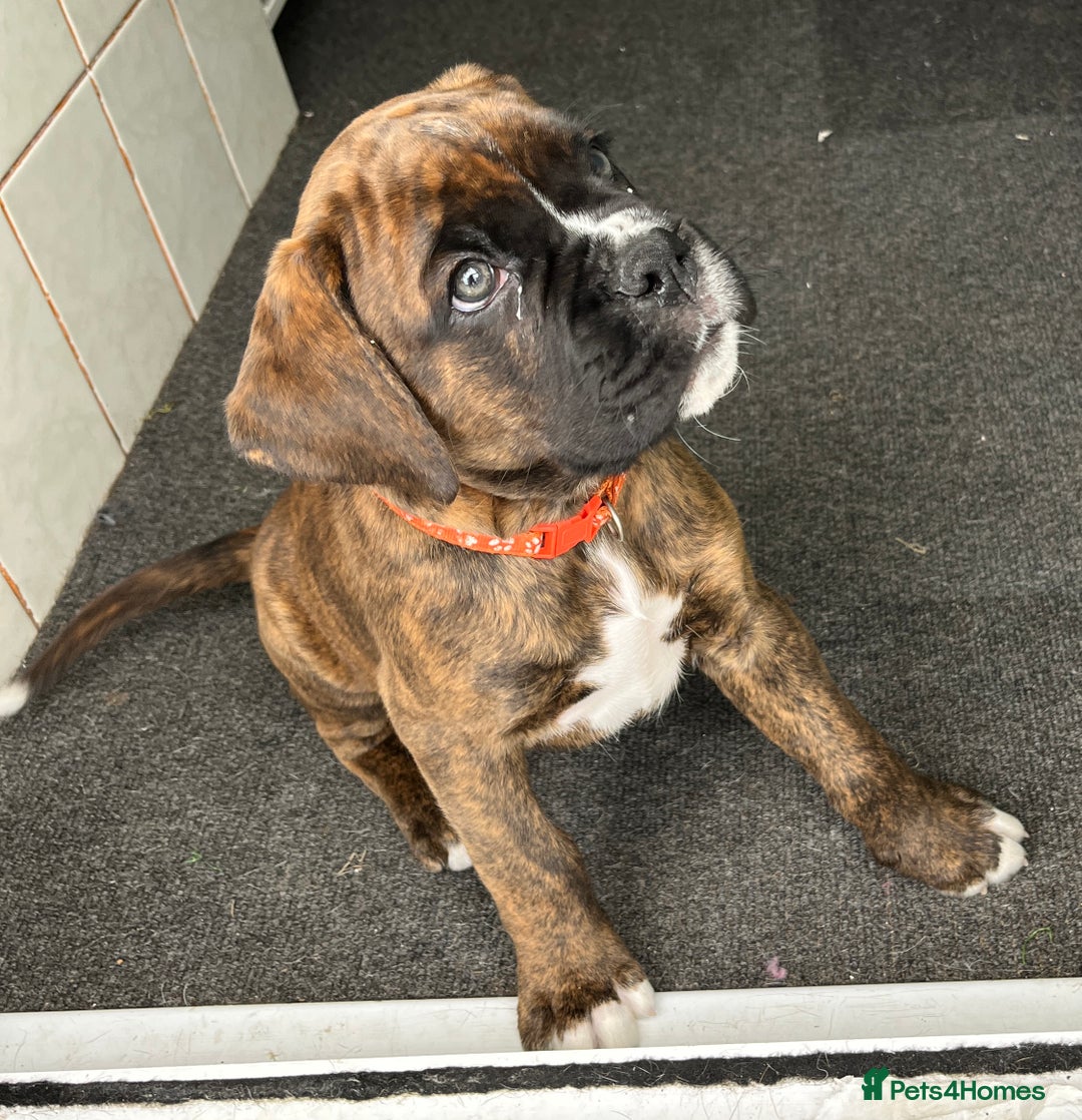 Boxer dogs for sale: READY TO GO - Chunky KC registered Boxer pups - Image 1