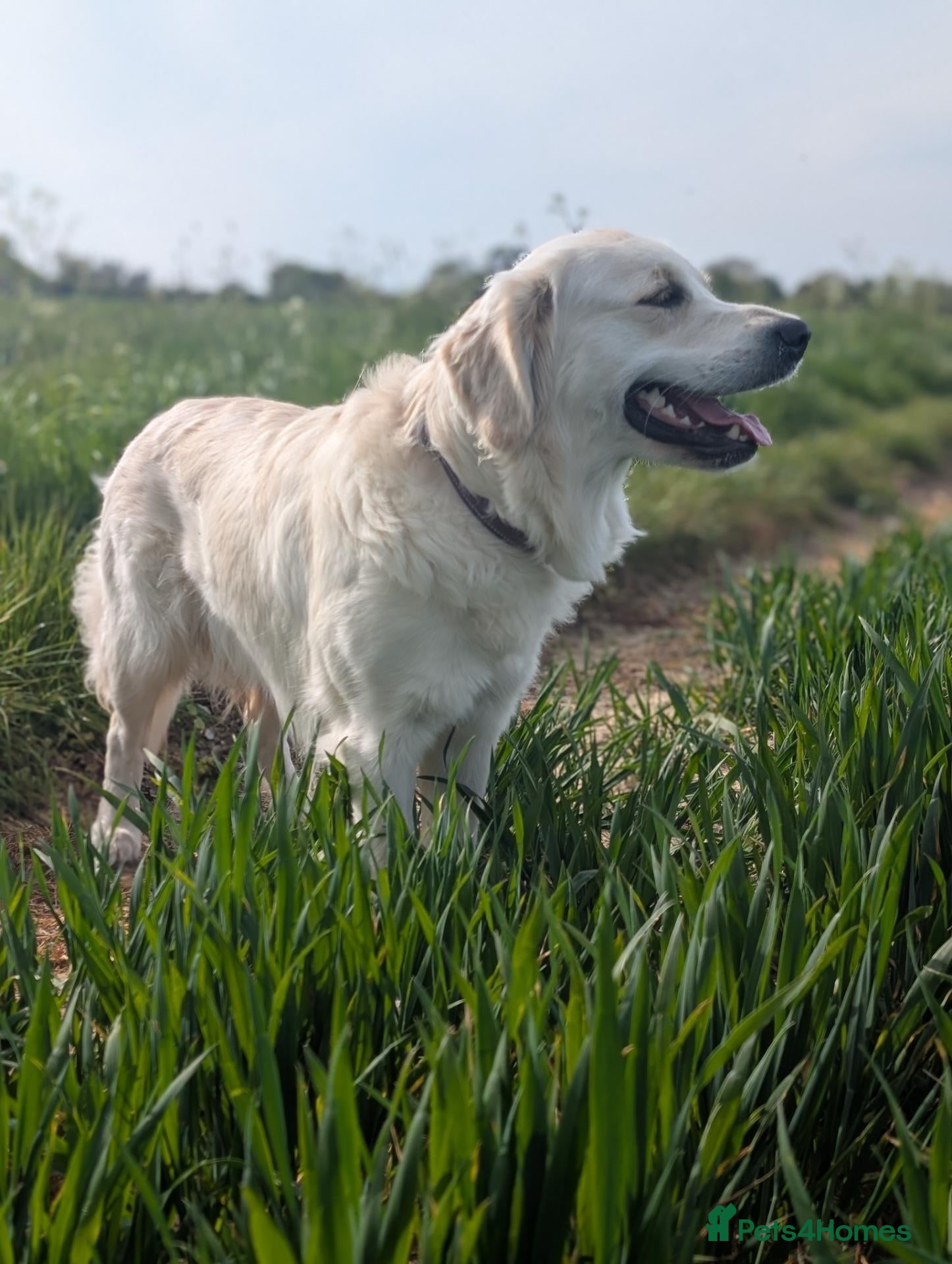 Golden Retriever dogs Bonnie  - Advert 1