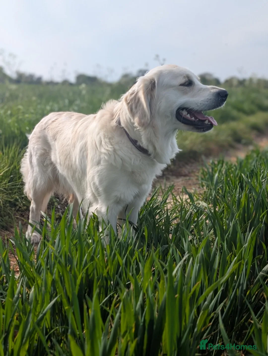 Golden Retriever dogs for sale: Bonnie  in Ipswich - Advert 1