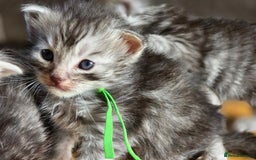 Maine Coon cats for sale: Beautiful 3/4 maincoon kittens  - Image 4