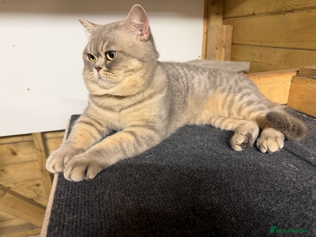 British Shorthair cats British Shorthair  - Advert 2