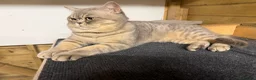 British Shorthair cats for sale: British Shorthair  - Advert 2