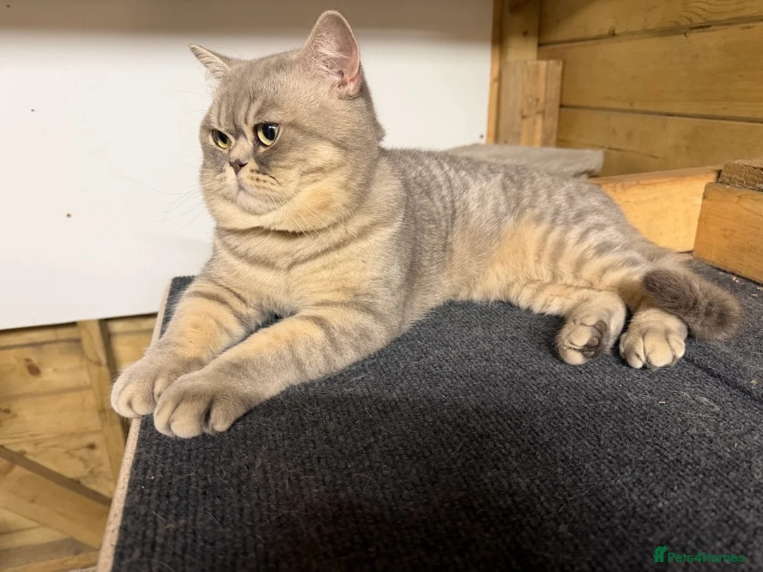 British Shorthair cats for sale: British Shorthair  - Advert 2